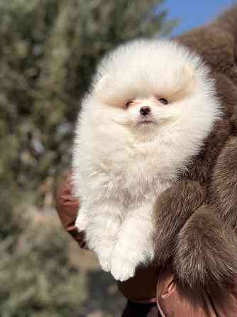 Помераночка Донецк