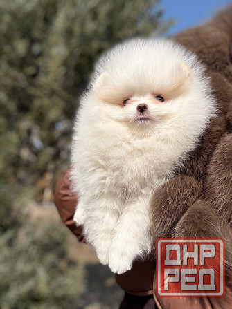 Помераночка Донецк - изображение 2