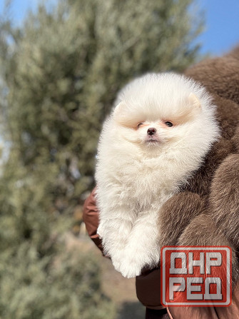 Помераночка Донецк - изображение 1