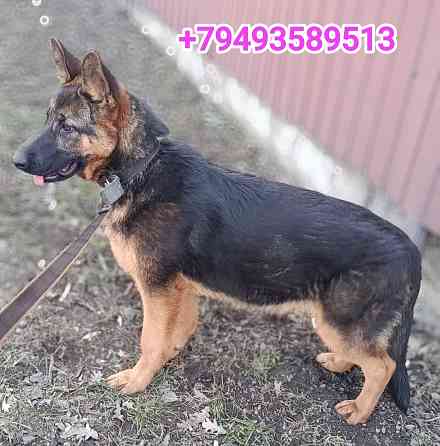 Щенок немчик Донецк