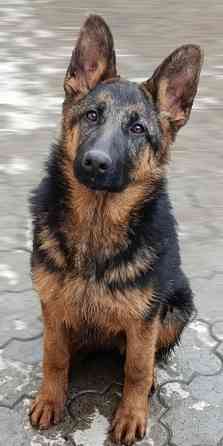 Щенок немчик Донецк