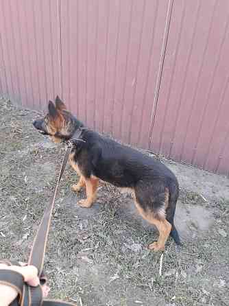 Щенок немчик Донецк