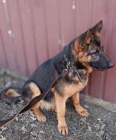 Щенок немчик Донецк