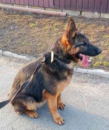 Щенок немчик Донецк