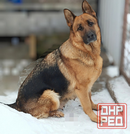 Щенок немчик Донецк - изображение 6