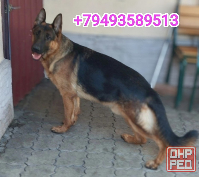 Щенок немчик Донецк - изображение 7