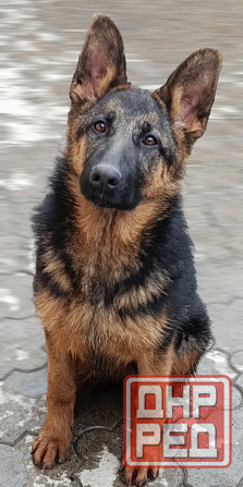 Щенок немчик Донецк - изображение 5