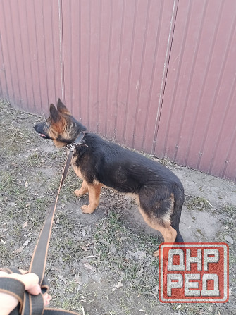 Щенок немчик Донецк - изображение 3