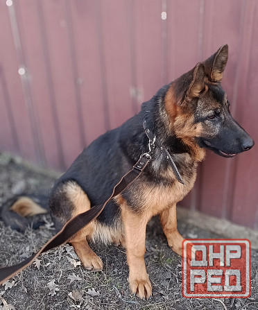 Щенок немчик Донецк - изображение 2