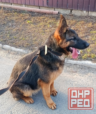 Щенок немчик Донецк - изображение 4