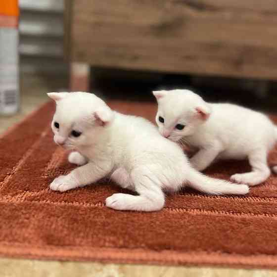 Отдам котят бесплатно Макеевка