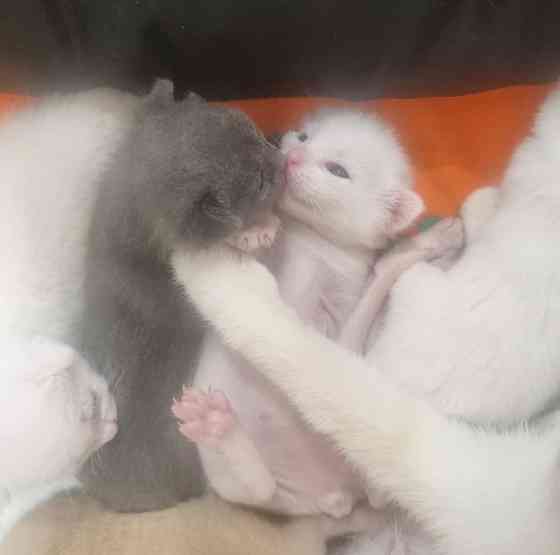 Отдам котят бесплатно Донецк