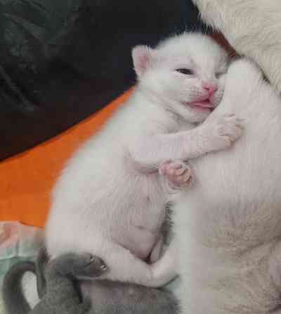 Отдам котят бесплатно Донецк