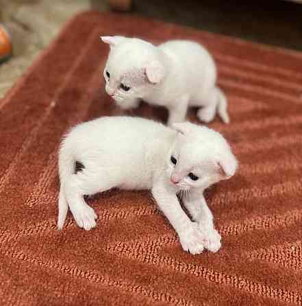 Отдам котят бесплатно Макеевка