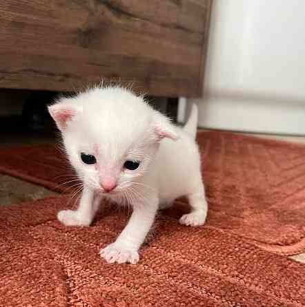 Отдам котят бесплатно Макеевка