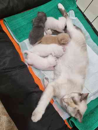 Отдам котят бесплатно Донецк