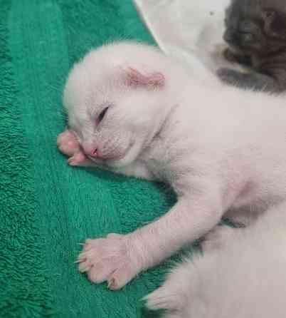 Отдам котят бесплатно Донецк