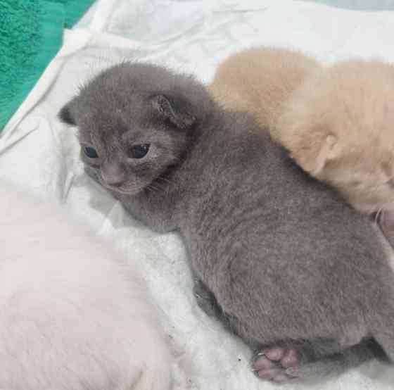 Отдам котят бесплатно Донецк