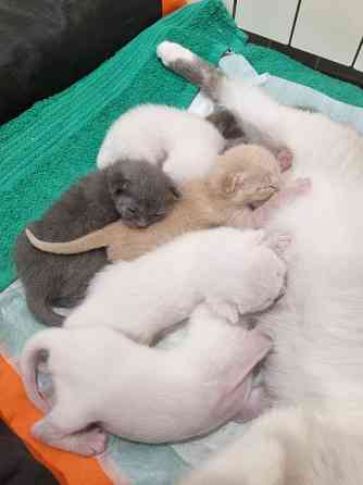 Отдам котят бесплатно Донецк