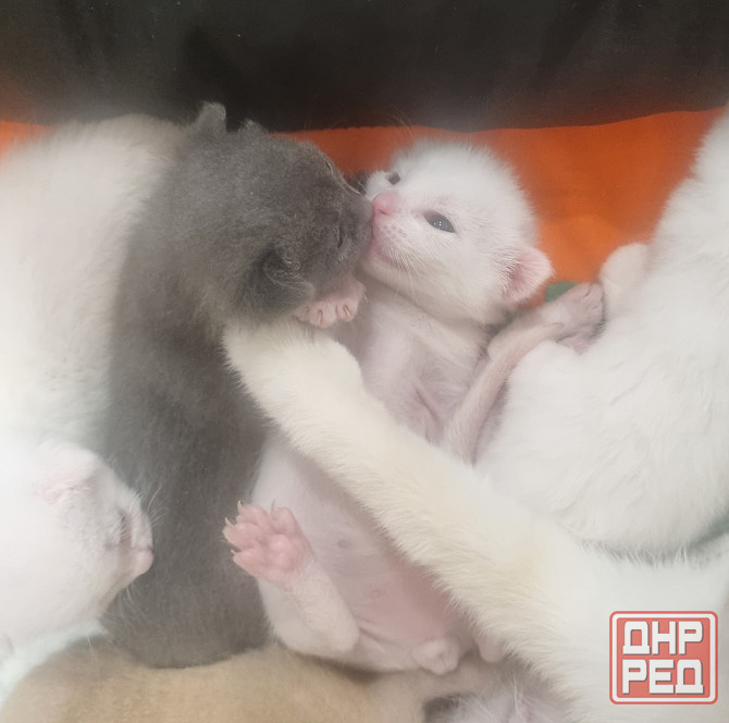 Отдам котят бесплатно Донецк - изображение 4
