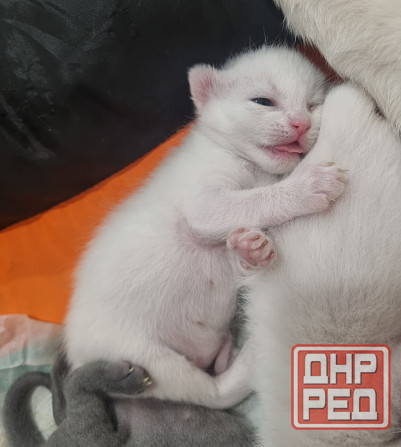 Отдам котят бесплатно Донецк - изображение 1