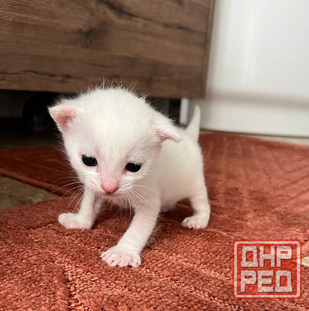 Отдам котят бесплатно Макеевка - изображение 3