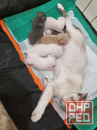 Отдам котят бесплатно Донецк - изображение 6