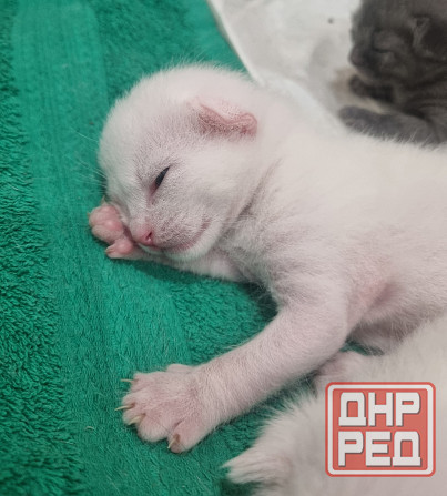 Отдам котят бесплатно Донецк - изображение 2