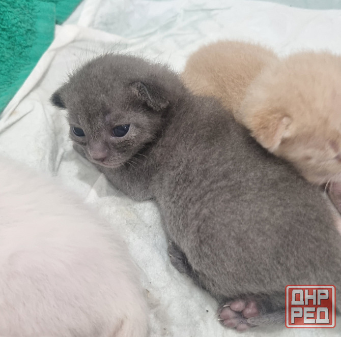 Отдам котят бесплатно Донецк - изображение 3