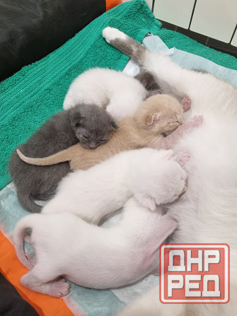 Отдам котят бесплатно Донецк - изображение 5