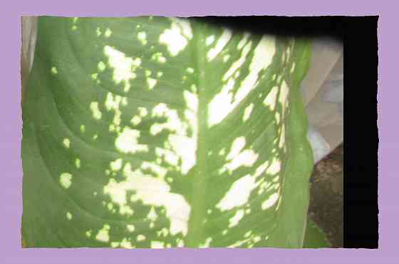 Снять шізо какие Янук вопросы Донецк