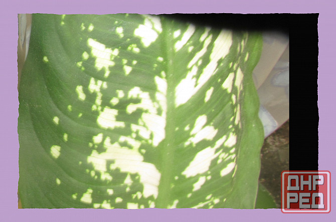 Снять шізо какие Янук вопросы Донецк - изображение 1