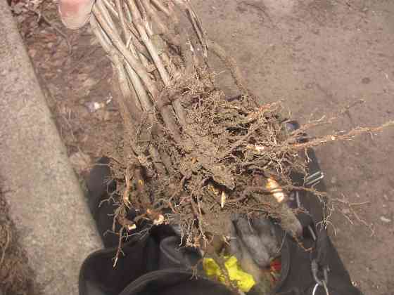 Что психоз, 17 век много коней Донецк