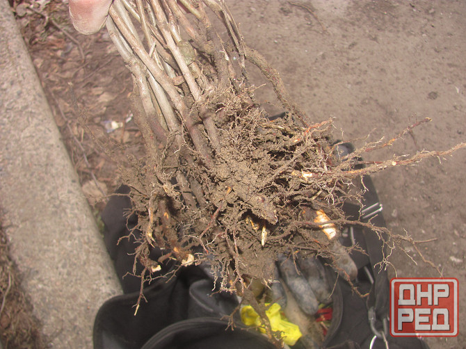 Что психоз, 17 век много коней Донецк - изображение 1