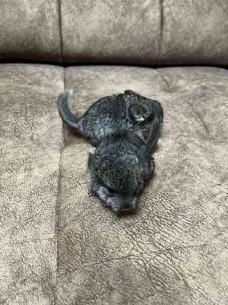 Шиншиллы редких окрасов мальчики и девочки Донецк