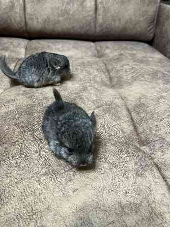 Шиншиллы редких окрасов мальчики и девочки Донецк