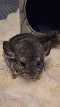 Шиншиллы редких окрасов мальчики и девочки Донецк