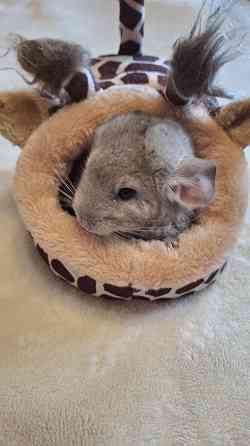 Шиншиллы редких окрасов мальчики и девочки Донецк