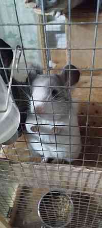 Шиншиллы редких окрасов мальчики и девочки Донецк