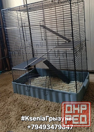 Шиншиллы редких окрасов мальчики и девочки Донецк - изображение 8