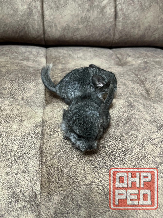 Шиншиллы редких окрасов мальчики и девочки Донецк - изображение 5