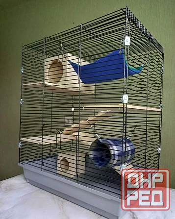 Шиншиллы редких окрасов мальчики и девочки Донецк - изображение 3