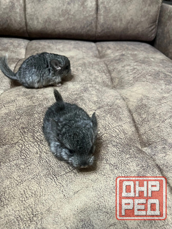 Шиншиллы редких окрасов мальчики и девочки Донецк - изображение 6