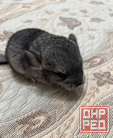 Шиншиллы редких окрасов мальчики и девочки Донецк - изображение 7