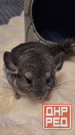 Шиншиллы редких окрасов мальчики и девочки Донецк - изображение 1