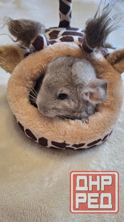 Шиншиллы редких окрасов мальчики и девочки Донецк - изображение 4