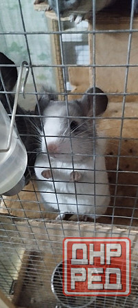 Шиншиллы редких окрасов мальчики и девочки Донецк - изображение 2