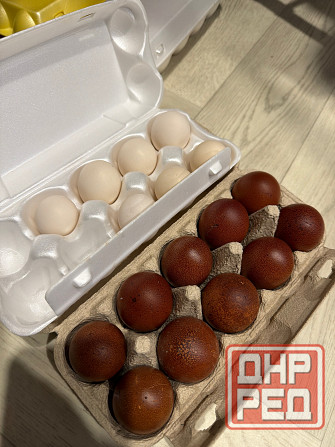 Продам инкубационное яйцо карликового кохинхина и марана Горловка - изображение 1