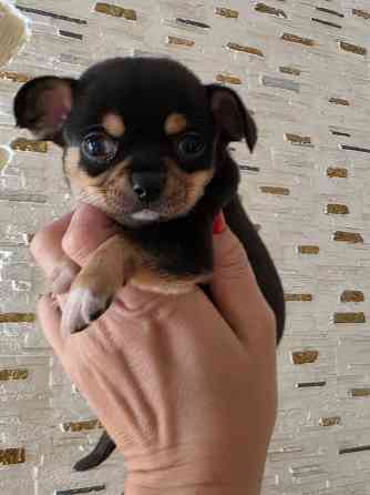 Мальчишки чихуахуа Донецк