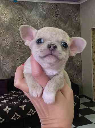 Мальчишки чихуахуа Донецк